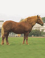 Russian Heavy Draft 2 - horse Breeds | ცხენის ჯიშები| cxenis jishebi